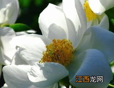 生白芍制作方法？白芍的7种家常吃法，看完不纠结了