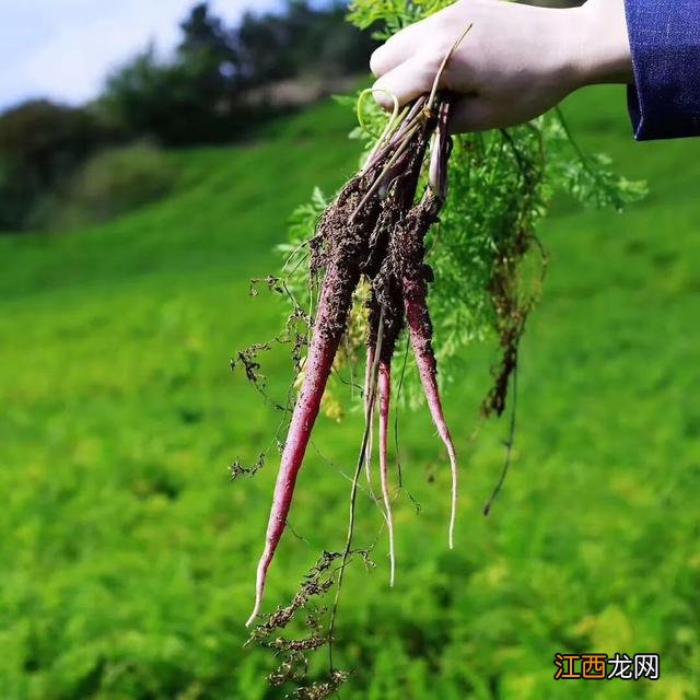 紫萝卜吃了有什么好处？紫萝卜的功效和副作用，很多人都不懂的知识