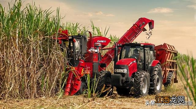 怎样把甘蔗做成糖?甘蔗怎么才能制作成糖,教你几招块来收藏