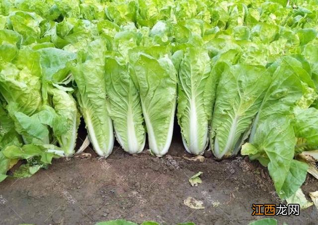 莲雾跟什么不能同吃?山药和香菇不能同吃,需要了解的知识