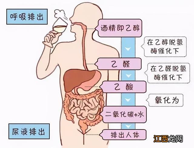 什么酒对胃有好处？酒怎么不通过胃排出，这篇文章，给出了答案