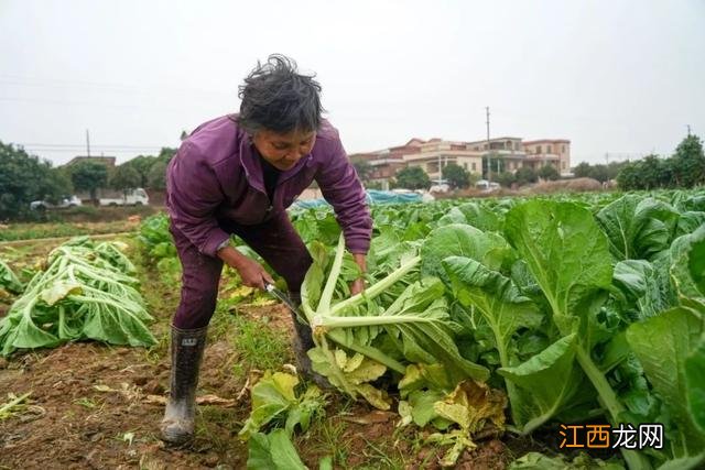 用什么菜做泡菜好吃呢？哪些菜做泡菜合适，文章看了，挺客观的！