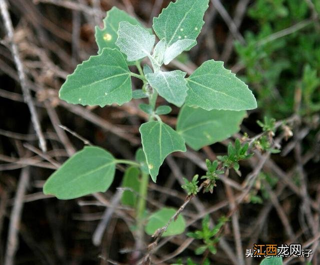 春季适合种些什么菜？五一种什么菜比较好，看完记得告诉家人