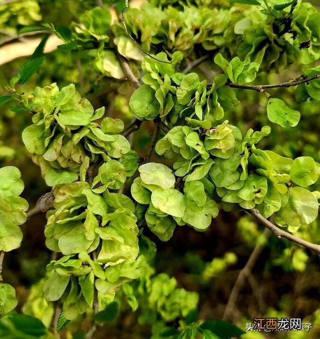 春季适合种些什么菜？五一种什么菜比较好，看完记得告诉家人