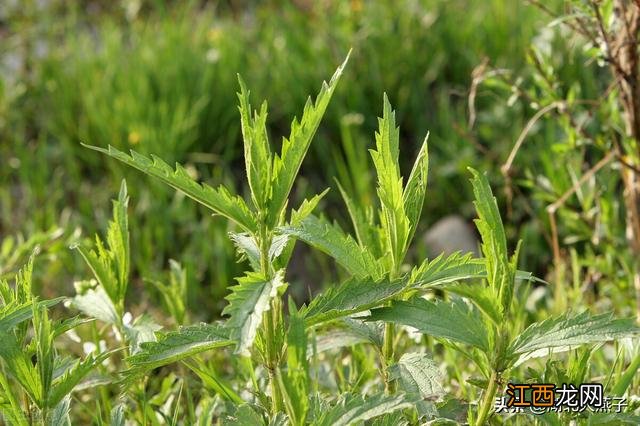 春季适合种些什么菜？五一种什么菜比较好，看完记得告诉家人