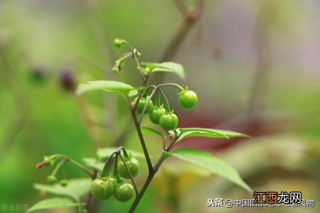 龙葵有什么功效？香柳菜的功效与作用，详细讲解，不懂来