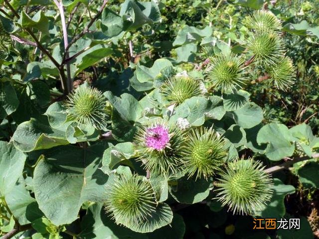 牛蒡子是什么植物图片？牛蒡是什么图片，一定要看到最后