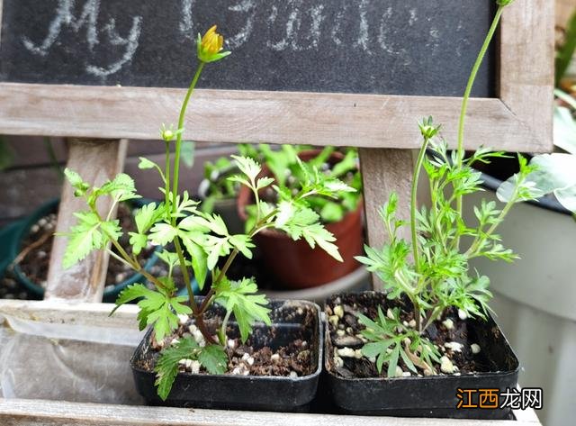 降血压的泡茶喝的是什么花？能泡茶的花，此文写的精彩