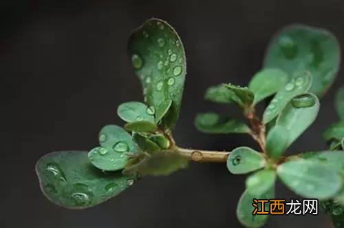 马蜂菜还叫什么菜？马齿苋是马蜂菜吗，没想到写的这么好