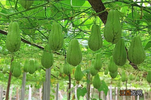 花豆馅怎么做好吃？油豆腐馅的做法简单又好吃，好文章摘抄好了