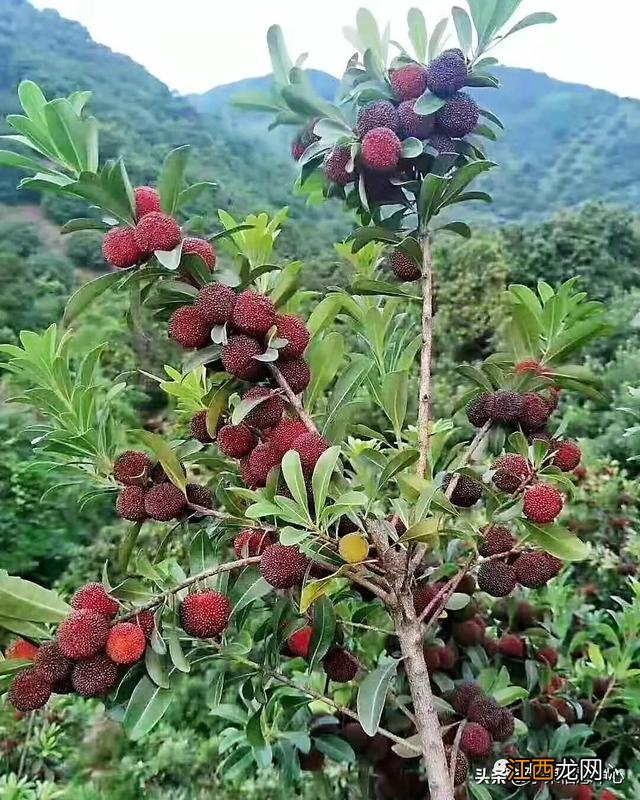 杨梅最好几月份成熟？杨梅是什么时候生长出来的，文章推荐这篇