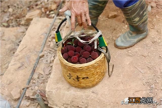 杨梅最好几月份成熟？杨梅是什么时候生长出来的，文章推荐这篇