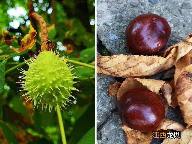 毛芋头表皮为什么变青了？芋头里面有白色的虫子，不知道，就看看这