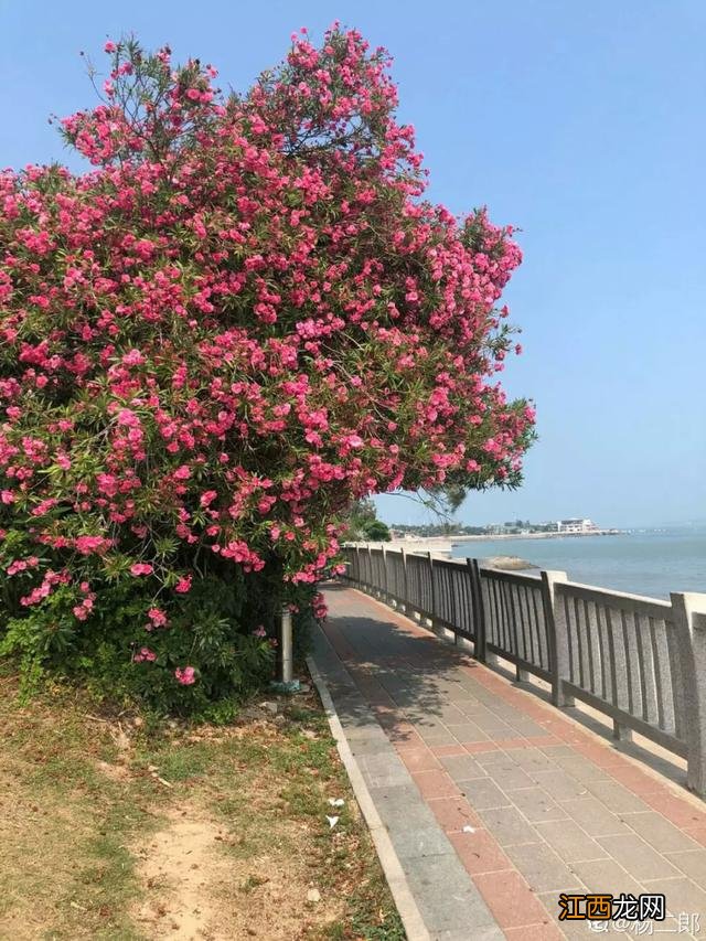 毛芋头表皮为什么变青了？芋头里面有白色的虫子，不知道，就看看这