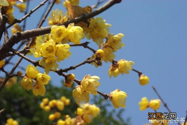 毛芋头表皮为什么变青了？芋头里面有白色的虫子，不知道，就看看这