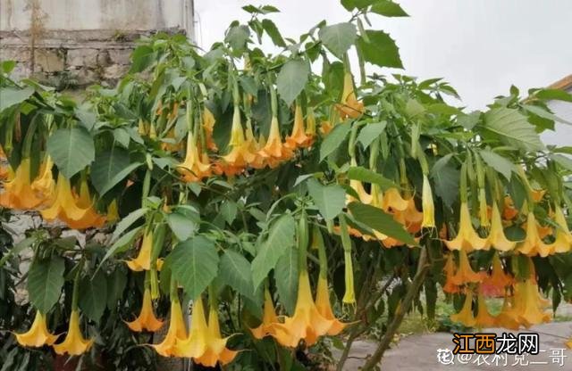 毛芋头表皮为什么变青了？芋头里面有白色的虫子，不知道，就看看这