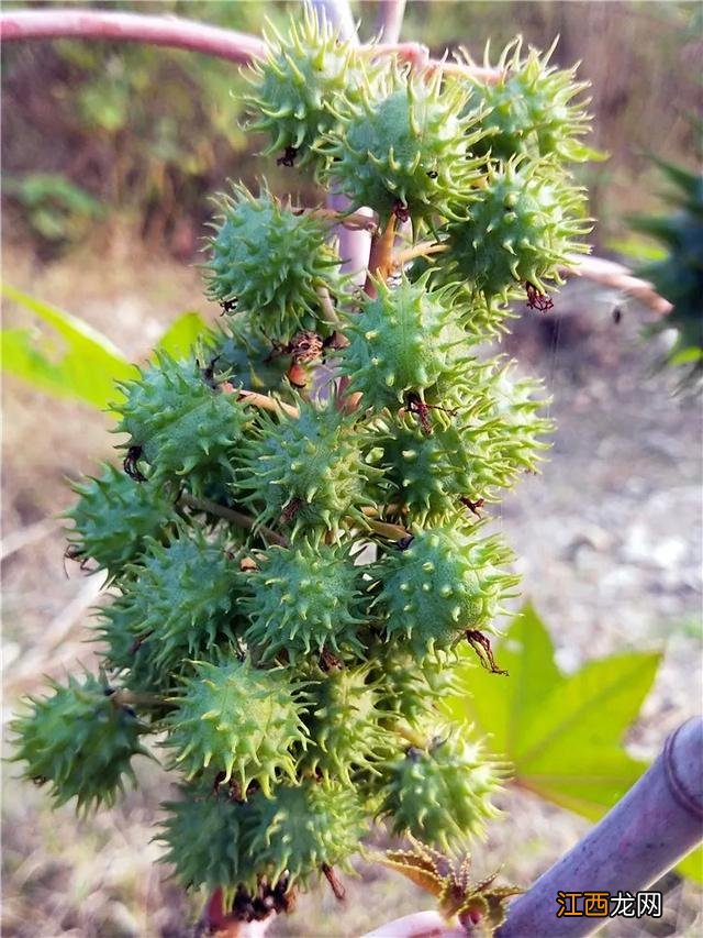 毛芋头表皮为什么变青了？芋头里面有白色的虫子，不知道，就看看这