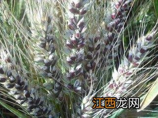 小麦适合什么人群？成年小麦有哪些好处，教你几招块来收藏