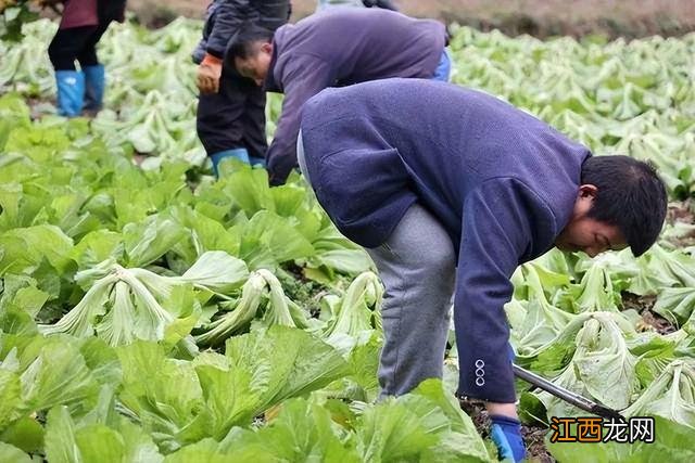 腌酸菜放黄豆是什么意思？酸菜放黄豆吗，教你一招快速收藏