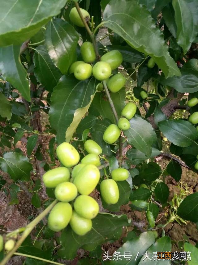 冬枣自己家种植方法？大荔王鹏冬枣管理，别急，看此文章