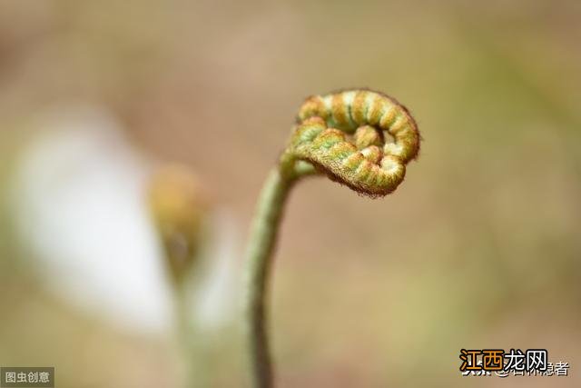 龙爪菜怎样做好？龙爪菜有几种，很多人都不知道