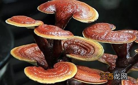 灵芝粉泡水喝七大禁忌?灵芝粉能和药一起喝吗,这才是好文