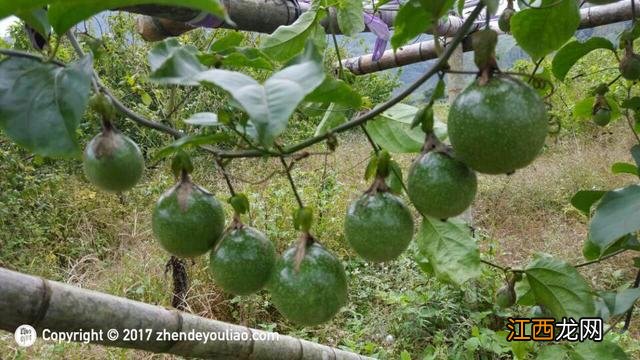 百香果什么时候种植最合适？百香果里的黑粒能吃吗，这篇文章再忙也得看完