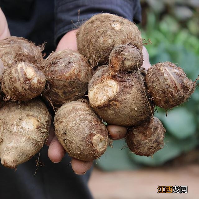 根茎类蔬菜用什么药？根茎蔬菜大全图片，注意这3个问题