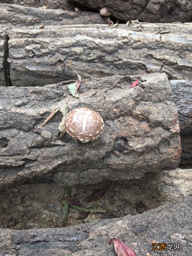 香菇里的虫子是什么虫？香菇长蛀虫可以吃吗，一定要收藏这篇文章