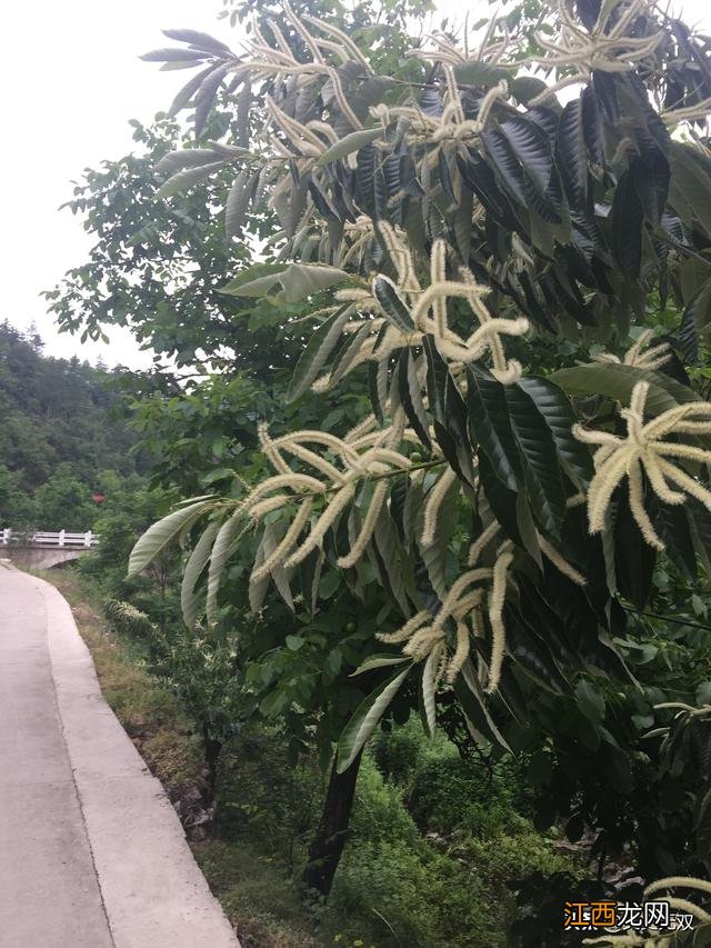 香菇里的虫子是什么虫？香菇长蛀虫可以吃吗，一定要收藏这篇文章