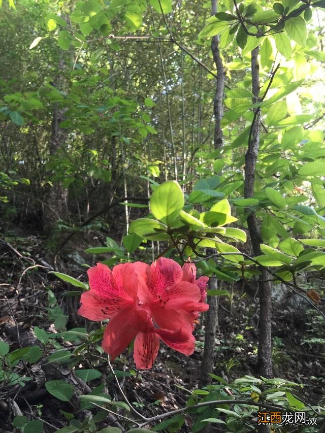 香菇里的虫子是什么虫？香菇长蛀虫可以吃吗，一定要收藏这篇文章