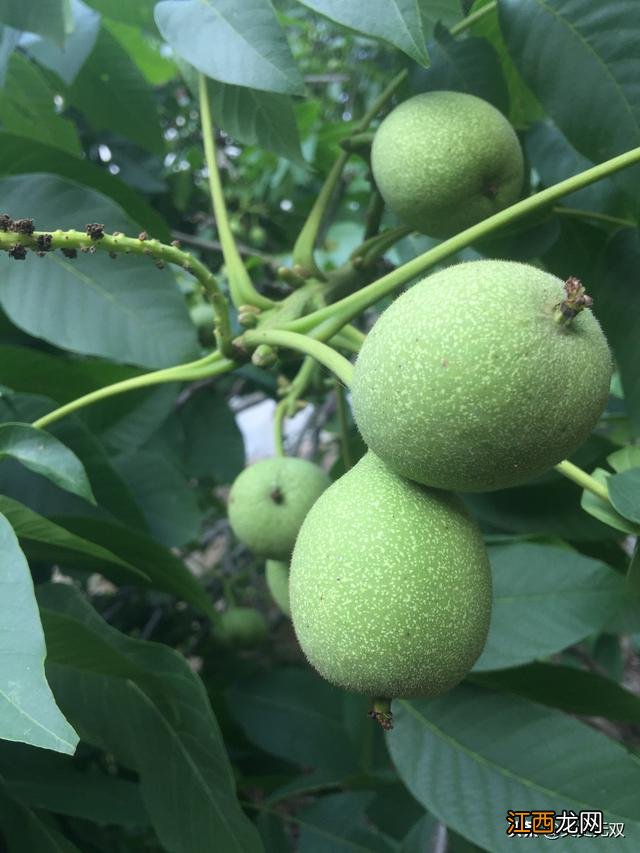 香菇里的虫子是什么虫？香菇长蛀虫可以吃吗，一定要收藏这篇文章