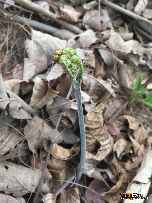 香菇里的虫子是什么虫？香菇长蛀虫可以吃吗，一定要收藏这篇文章