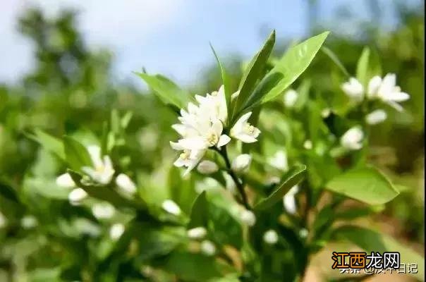 蜜桔的花是什么样的？蜜桔是什么样的图片，先看完这篇文章再说