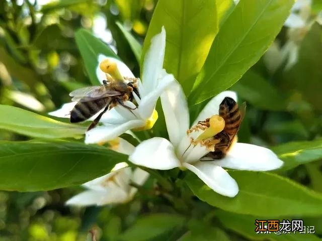 蜜桔的花是什么样的？蜜桔是什么样的图片，先看完这篇文章再说