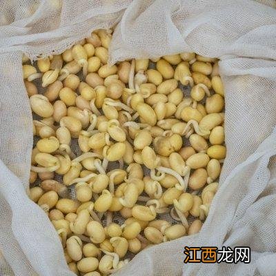 黄豆芽煮水喝有什么用？黄豆芽煮熟了能吃吗，看完此文章你一目了然