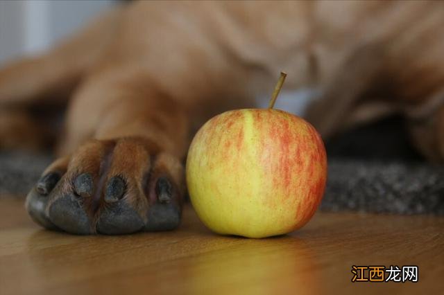 给狗狗做什么饮食最好？适合做给孩子吃的点心，你应该知道的知识!