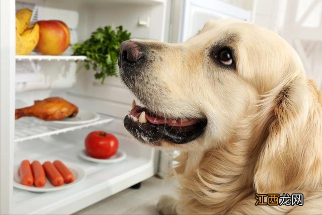 给狗狗做什么饮食最好？适合做给孩子吃的点心，你应该知道的知识!