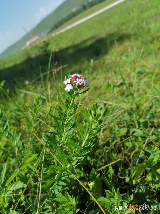 鱼肚子里面黄黄的是什么东西？带籽乌鱼有内脏吗，别问了，看这篇