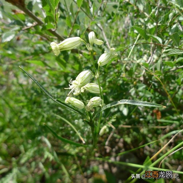 鱼肚子里面黄黄的是什么东西？带籽乌鱼有内脏吗，别问了，看这篇