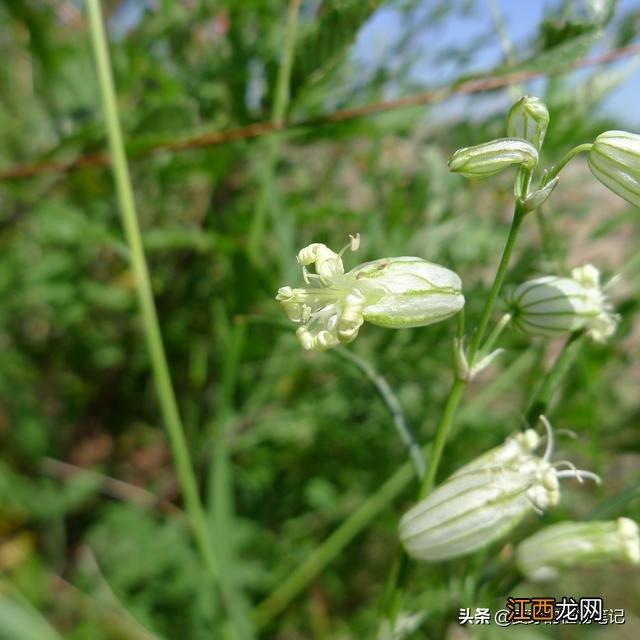 鱼肚子里面黄黄的是什么东西？带籽乌鱼有内脏吗，别问了，看这篇