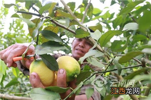 柠檬适合什么季节种？柠檬是哪个季节出的，快来瞧瞧