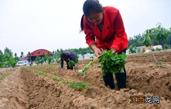 露天种植红薯时间？红薯最迟什么时候收，相信这篇文章讲的