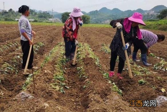 露天种植红薯时间？红薯最迟什么时候收，相信这篇文章讲的