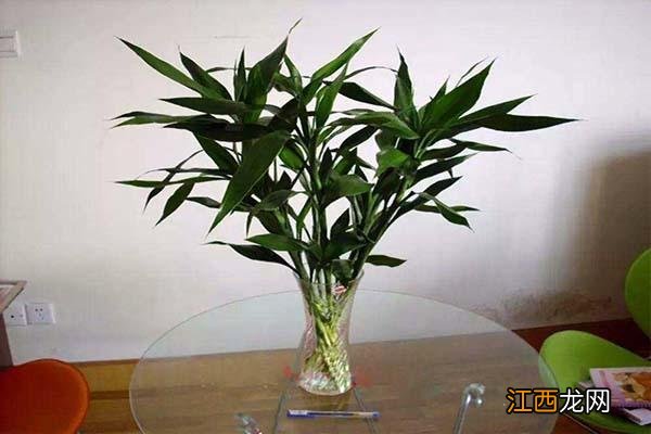 富贵竹放在哪里风水好 风水学客厅可以放富贵竹吗,富贵竹卧室一般放几根