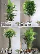 客厅大型植物哪种好养 适合客厅养的大型植物，客厅什么树好看又好养