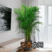 客厅养什么植物最旺财 适合客厅又旺宅的植物，适合家里客厅好的风水盆栽