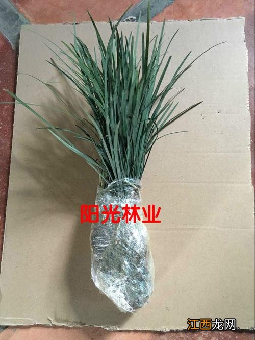 法师花为什么不能送人 镇宅最吉利的三种花，镇宅辟邪最厉害的植物