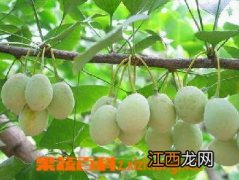 白果可以祛斑吗 白果面膜敷用方法