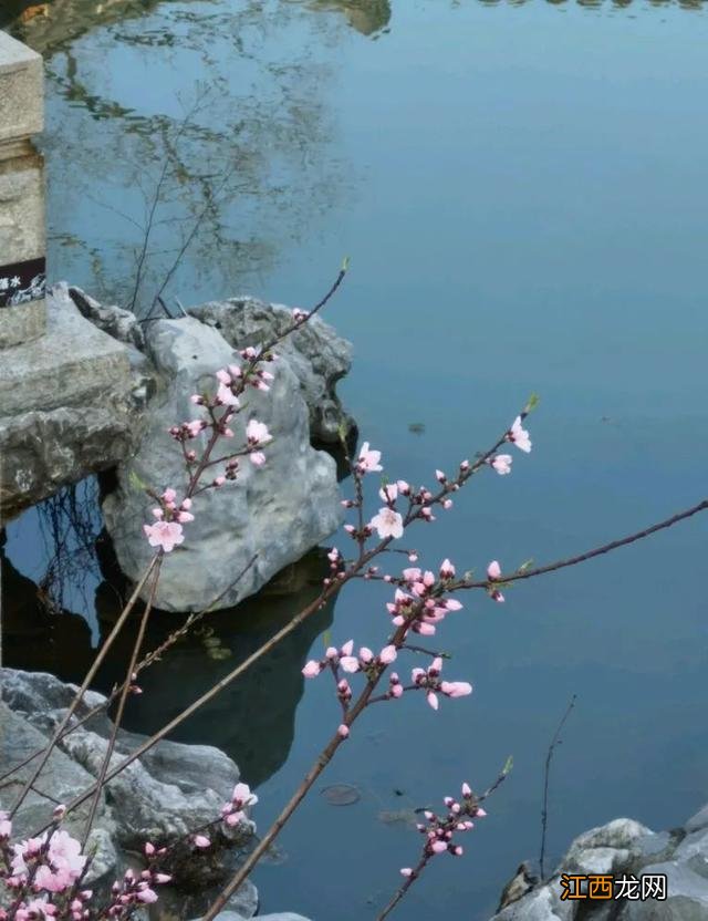 炖河蚌有什么疗效？虫草炖花胶的禁忌，点击 看全部内容